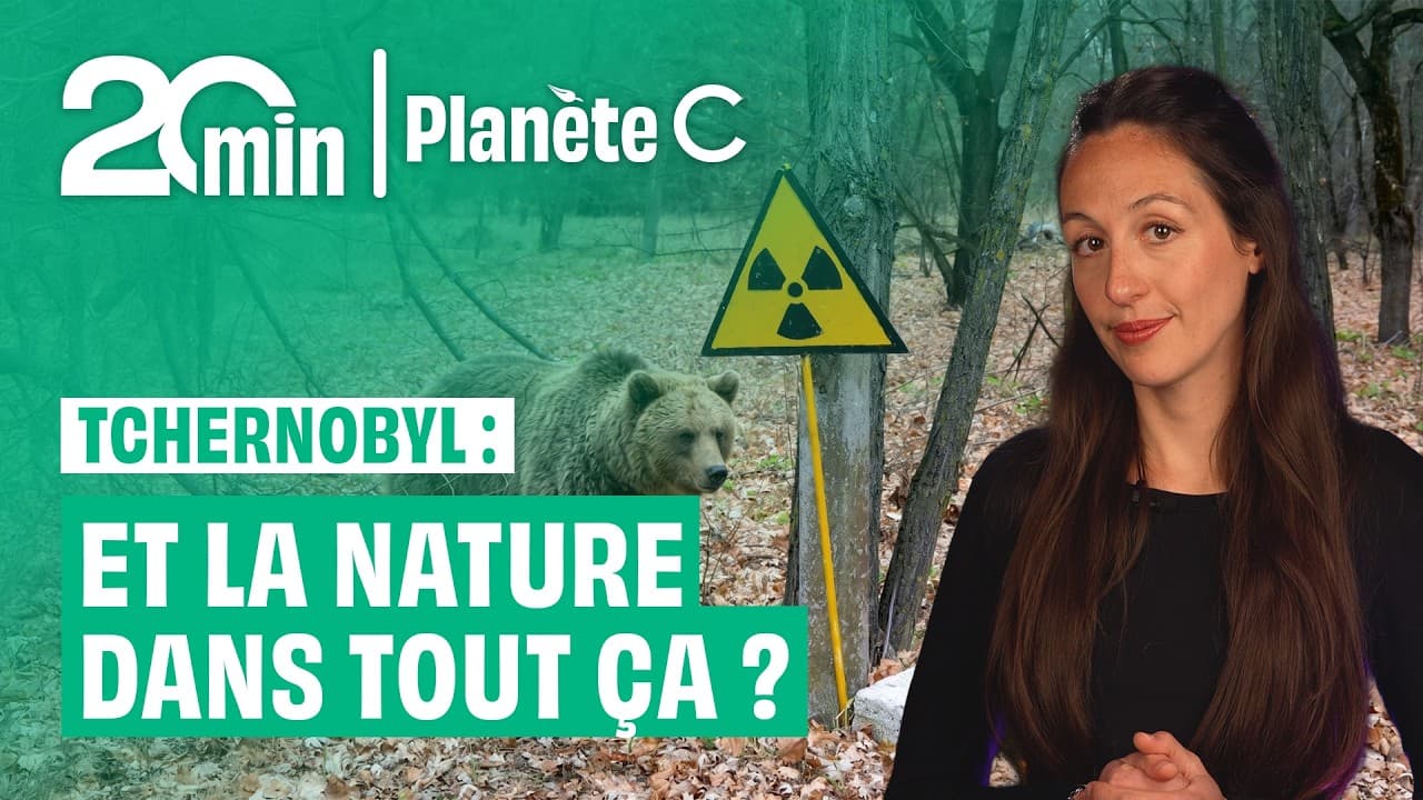 Tchernobyl : la nature reprend ses droits malgré la radioactivité
