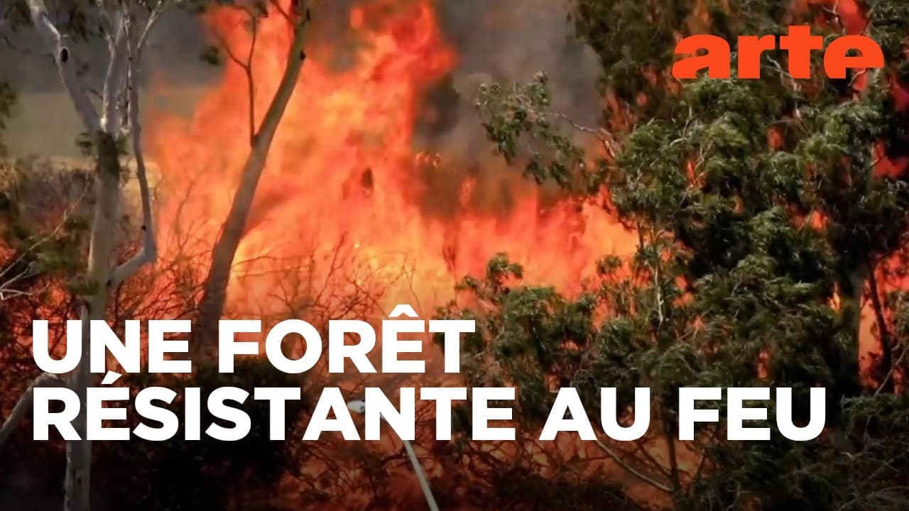 Mégafeux 2025 : 17 000 hectares en France, l'État a-t-il tout prévu ?