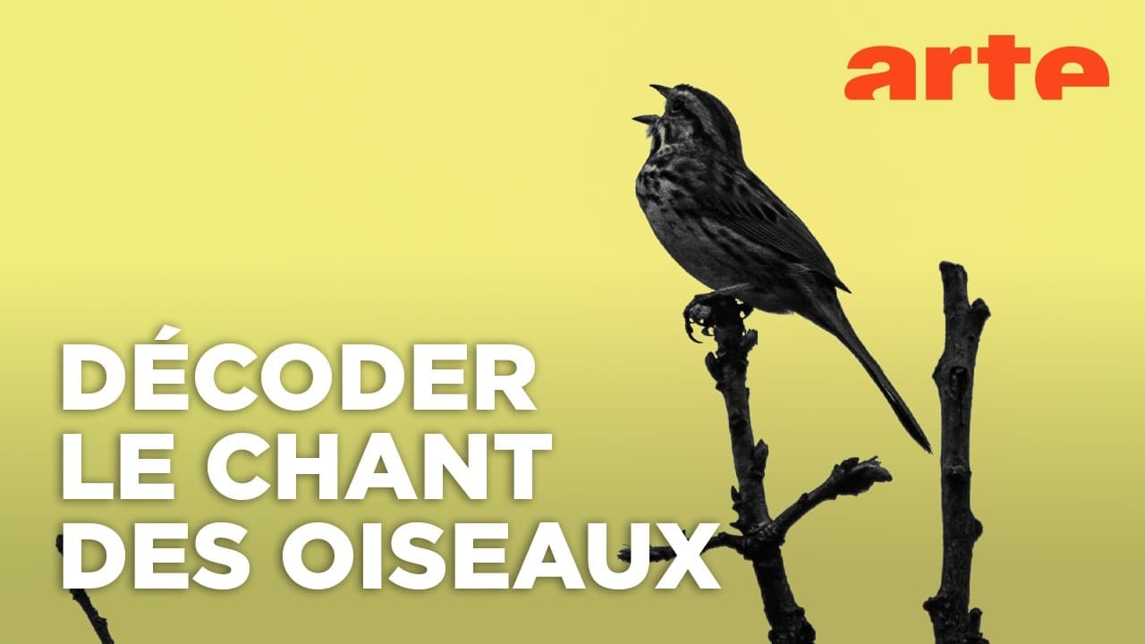 Les traducteurs d'oiseaux : l'ultime combat avant l'extinction