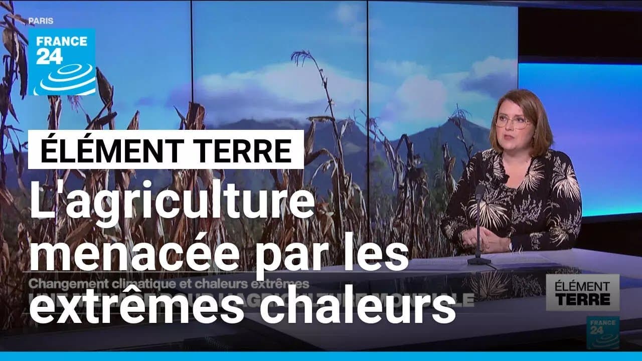 FAO : La chaleur extrême va affamer 1,23 milliard de personnes