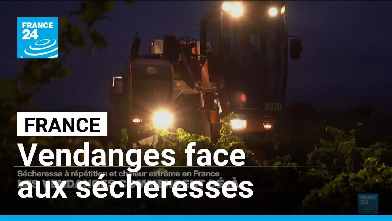 Vendanges le 9 août : la viticulture française face au mur climatique