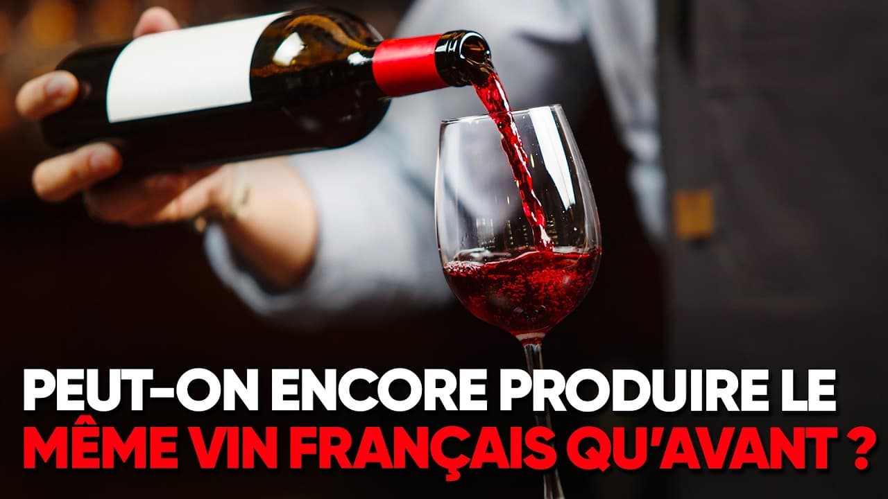 VIN EN DANGER : Comment le climat DÉTRUIT nos terroirs et le goût de nos vins