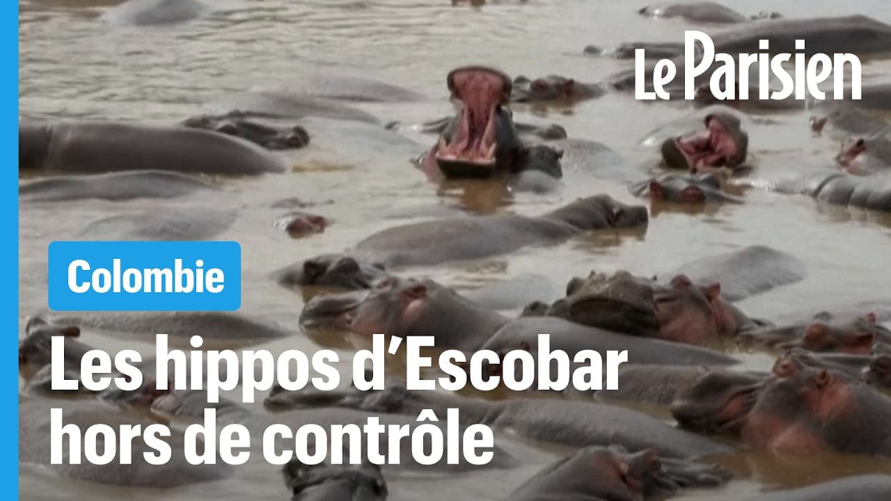 Les hippopotames d'Escobar : une bombe écologique en Colombie